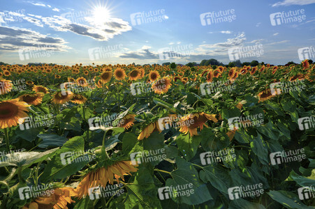 Sonnenblumen in Altwarmbüchen
