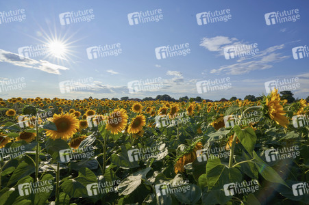 Sonnenblumen in Altwarmbüchen