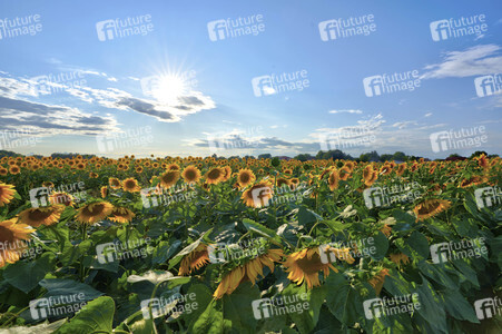 Sonnenblumen in Altwarmbüchen