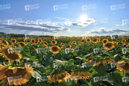 Sonnenblumen in Altwarmbüchen
