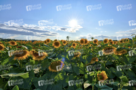 Sonnenblumen in Altwarmbüchen