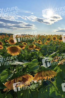 Sonnenblumen in Altwarmbüchen
