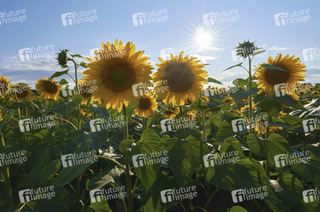Sonnenblumen in Altwarmbüchen