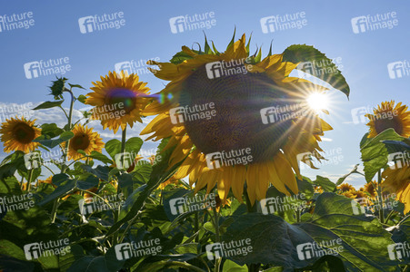 Sonnenblumen in Altwarmbüchen