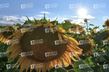 Sonnenblumen in Altwarmbüchen