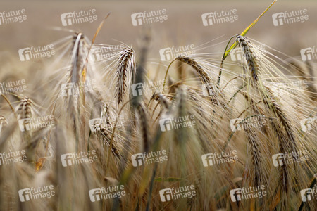 Symbolfoto Getreide
