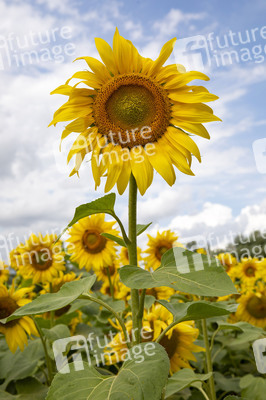 Sonnenblumen in Haßfurt