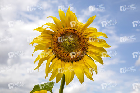 Sonnenblumen in Haßfurt