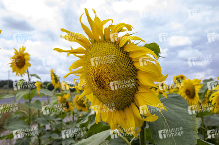 Sonnenblumen in Haßfurt