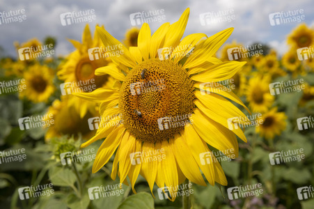 Sonnenblumen in Haßfurt