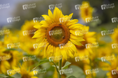 Sonnenblumen in Haßfurt