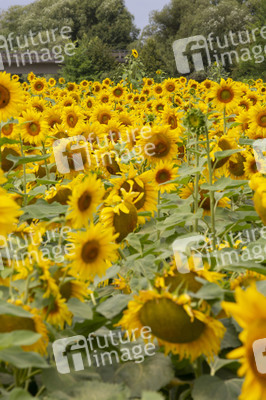 Sonnenblumen in Haßfurt