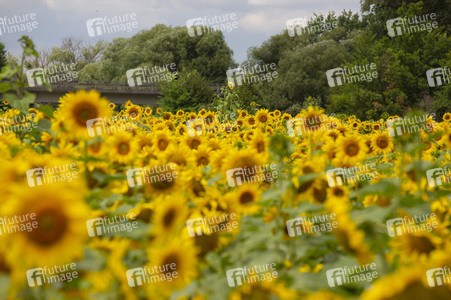 Sonnenblumen in Haßfurt