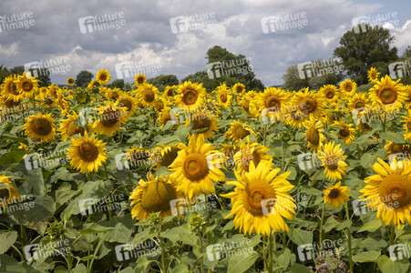 Sonnenblumen in Haßfurt