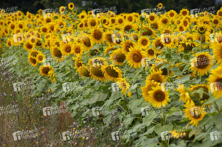 Sonnenblumen in Haßfurt