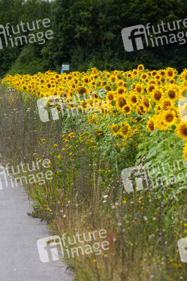Sonnenblumen in Haßfurt