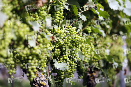 Symbolfoto Weintrauben