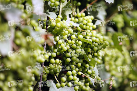 Symbolfoto Weintrauben