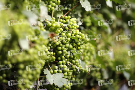 Symbolfoto Weintrauben