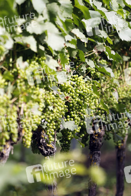 Symbolfoto Weintrauben