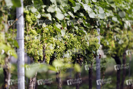 Symbolfoto Weintrauben