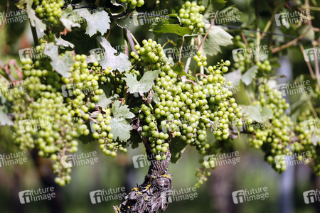 Symbolfoto Weintrauben