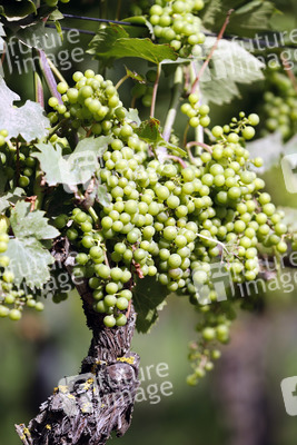 Symbolfoto Weintrauben