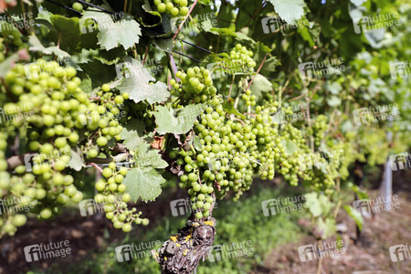 Symbolfoto Weintrauben