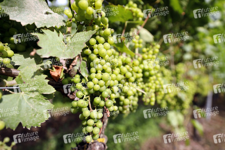 Symbolfoto Weintrauben