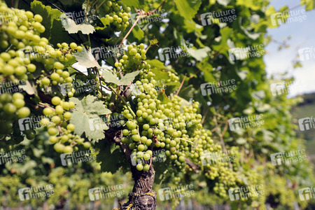 Symbolfoto Weintrauben