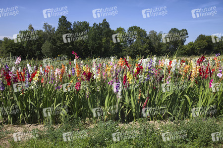 NATURE ART: Gladiolen / Gladiolus Bodypainting
