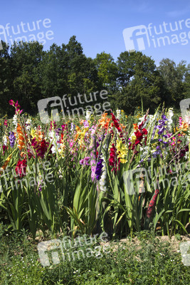 NATURE ART: Gladiolen / Gladiolus Bodypainting