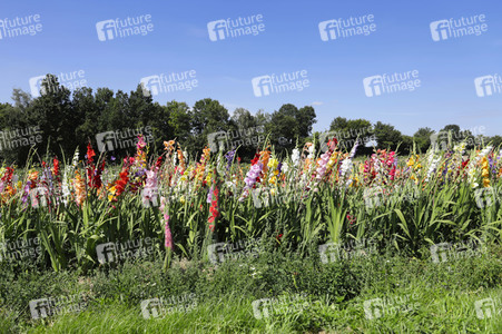 NATURE ART: Gladiolen / Gladiolus Bodypainting
