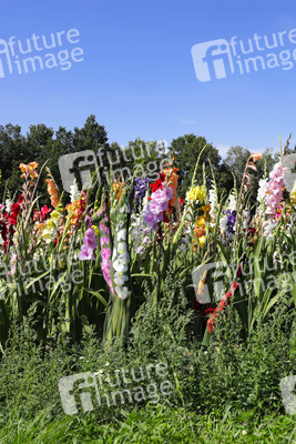 NATURE ART: Gladiolen / Gladiolus Bodypainting