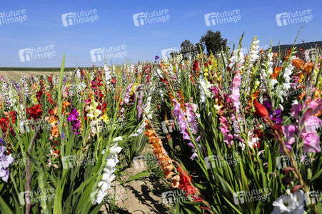 NATURE ART: Gladiolen / Gladiolus Bodypainting