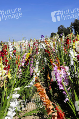 NATURE ART: Gladiolen / Gladiolus Bodypainting