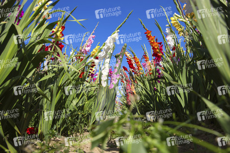 NATURE ART: Gladiolen / Gladiolus Bodypainting