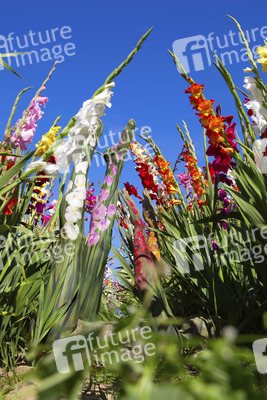 NATURE ART: Gladiolen / Gladiolus Bodypainting