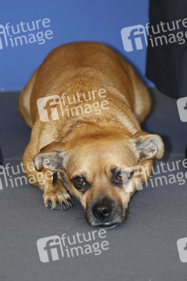 Photocall 'Mona Lisa and the Blood Moon', Internationale Filmfestspiele von Venedig 2021