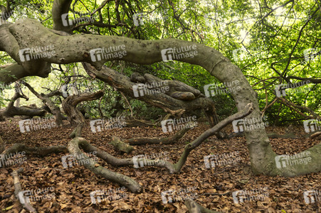 NATURE ART: Buchenstamm / Beech Trunk Bodypainting