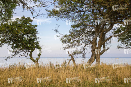 Bodypainting in Nature Kalender 2022