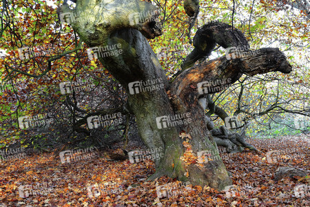 Bodypainting in Nature Kalender 2022