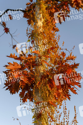 Symbolfoto Goldener Herbst