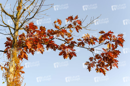 Symbolfoto Goldener Herbst