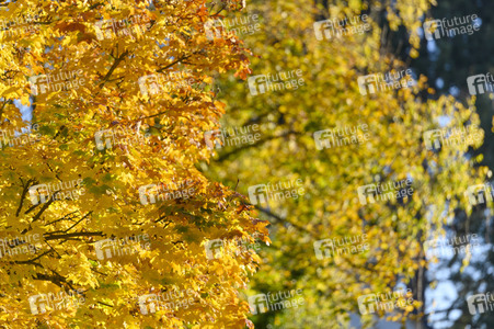 Symbolfoto Goldener Herbst
