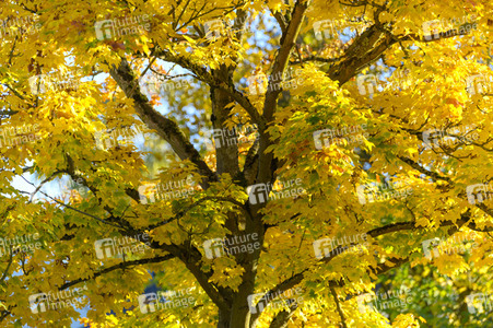 Symbolfoto Goldener Herbst