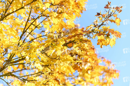 Symbolfoto Goldener Herbst