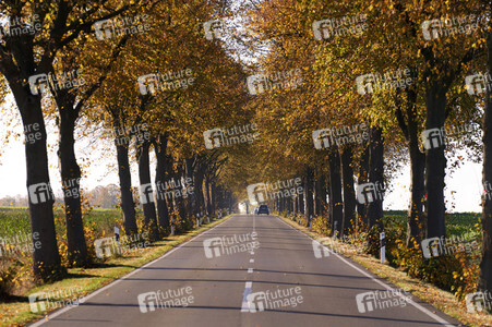 Symbolfoto Goldener Herbst