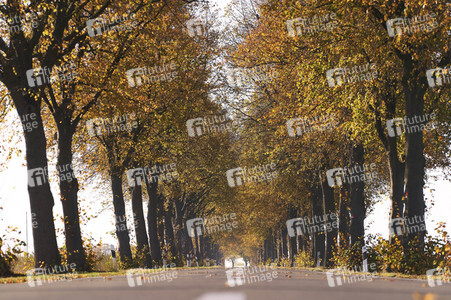 Symbolfoto Goldener Herbst