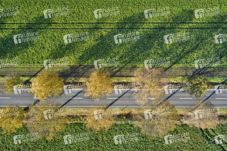 Symbolfoto Goldener Herbst